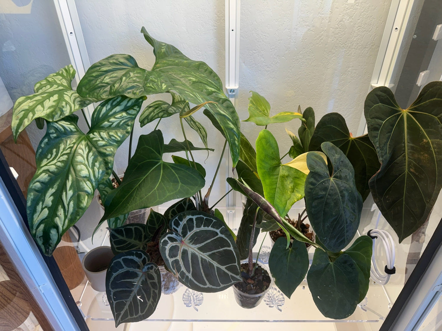 Plants