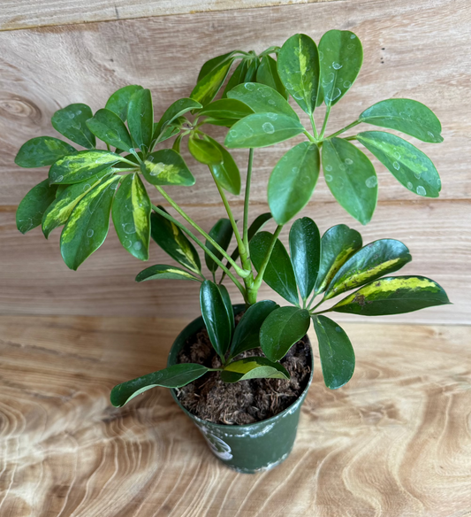 Umbrella Plant